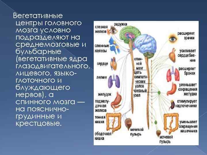 Вегетативный мозг. Вегетативные центры головного мозга. Высшие центры вегетативной нервной системы. Вегетативные ядра головного мозга. Вегетативных ядер мозга.