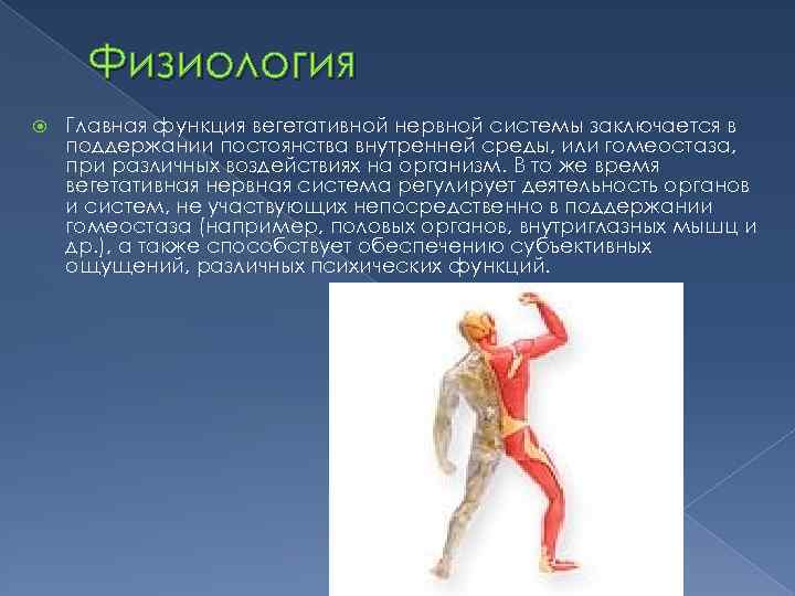 Физиология Главная функция вегетативной нервной системы заключается в поддержании постоянства внутренней среды, или гомеостаза,