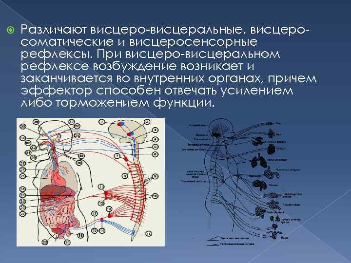 Эли висцеро тест 24