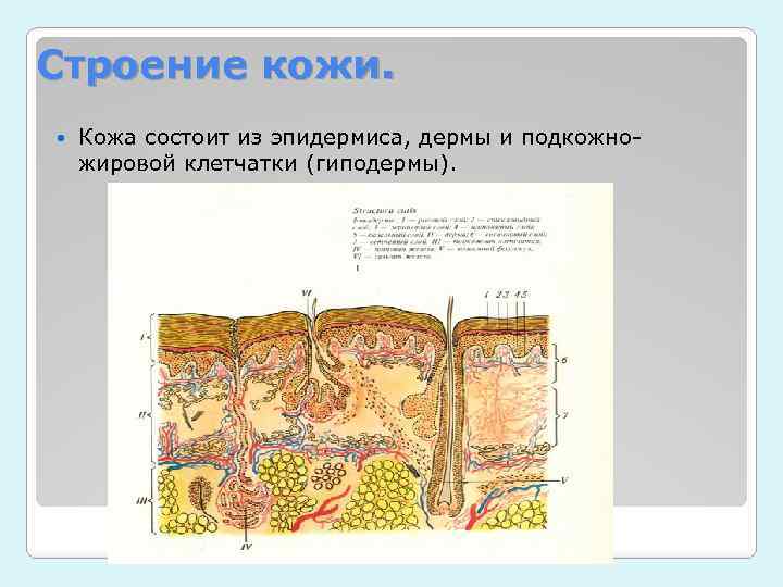 Рассмотрите рисунок 90 найдите эпидермис дерма и гиподерма расскажите об их строении и функциях