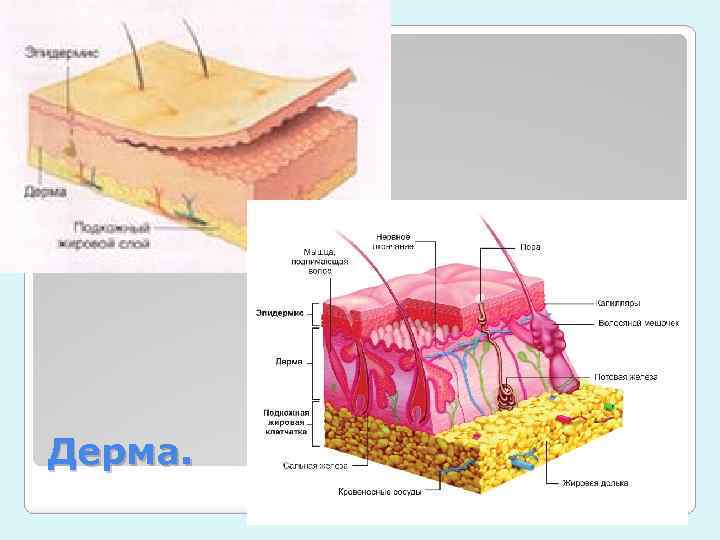 Дерма. 