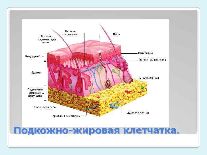 Гигиена кожного анализатора. Рекомендации по гигиене кожного анализатора. Таблица про подкожную жировую клетку строение и функции.