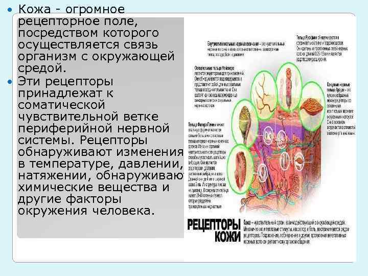 Кожа - огромное рецепторное поле, посредством которого осуществляется связь организм с окружающей средой. Эти