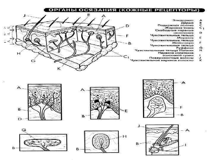 Кожный анализатор схема