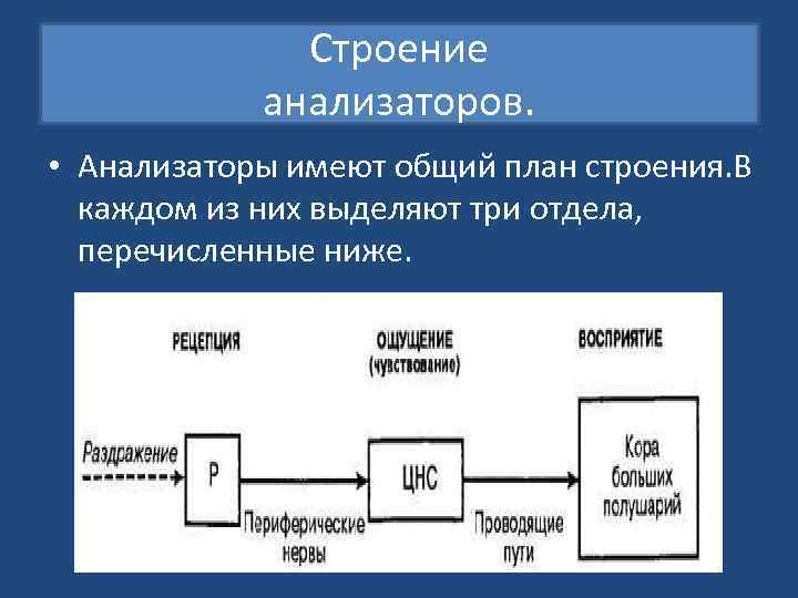 Строение анализаторов. • Анализаторы имеют общий план строения. В каждом из них выделяют три