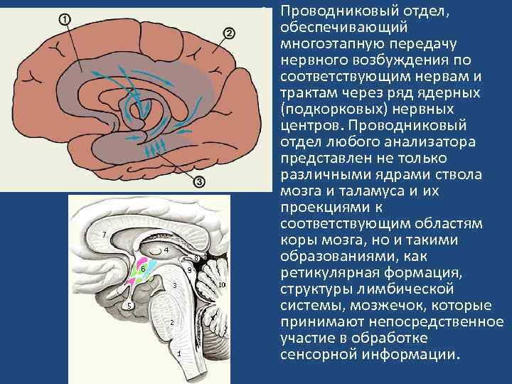  • Проводниковый отдел, обеспечивающий многоэтапную передачу нервного возбуждения по соответствующим нервам и трактам