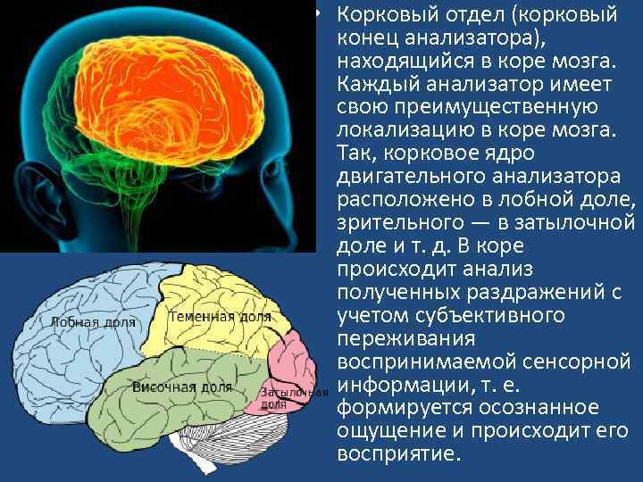  • Корковый отдел (корковый конец анализатора), находящийся в коре мозга. Каждый анализатор имеет