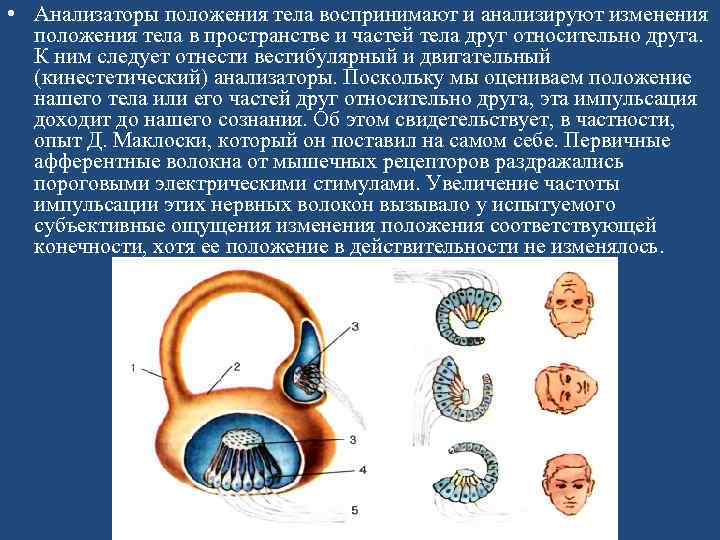  • Анализаторы положения тела воспринимают и анализируют изменения положения тела в пространстве и