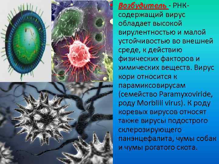  • Возбудитель - РНКсодержащий вирус обладает высокой вирулентностью и малой устойчивостью во внешней