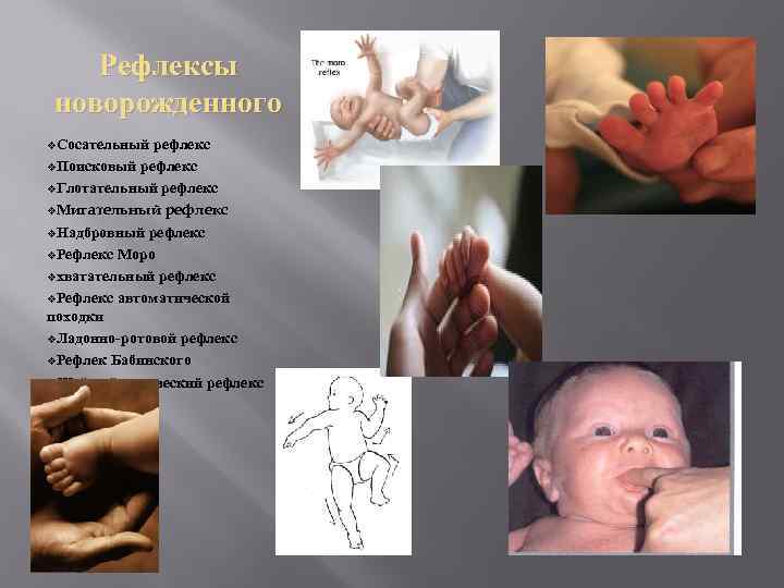 Рефлексы новорожденного v. Сосательный рефлекс v. Поисковый рефлекс v. Глотательный рефлекс v. Мигательный рефлекс