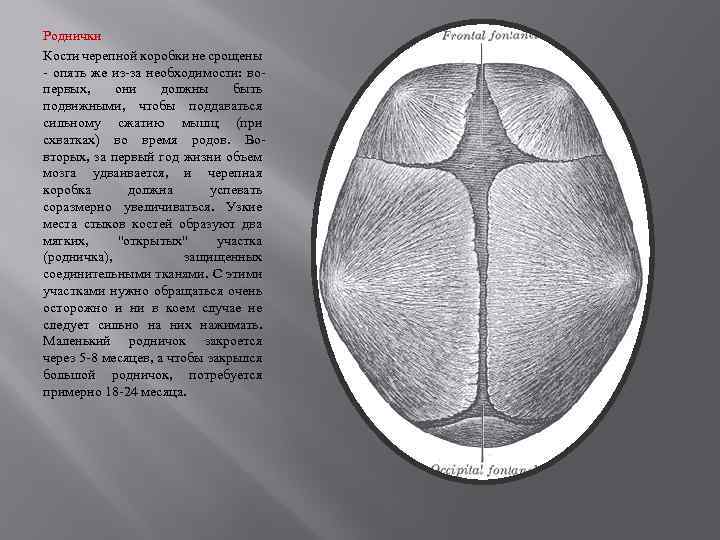 Роднички Кости черепной коробки не срощены - опять же из-за необходимости: вопервых, они должны