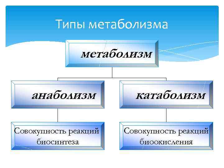 Типы обмена веществ