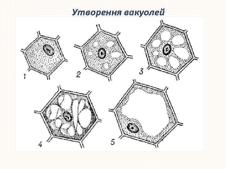 Утворення вакуолей 