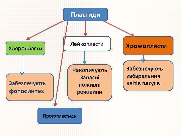 Пластиди Лейкопласти Хлоропласти Забезпечують фотосинтез Хромопласти Накопичують Запасні поживні речовини Забезпечують забарвлення квітів плодів