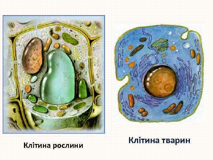 Клітина рослини Клітина тварин 