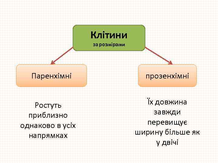 Клітини за розмірами Паренхімні Ростуть приблизно однаково в усіх напрямках прозенхімні Їх довжина завжди