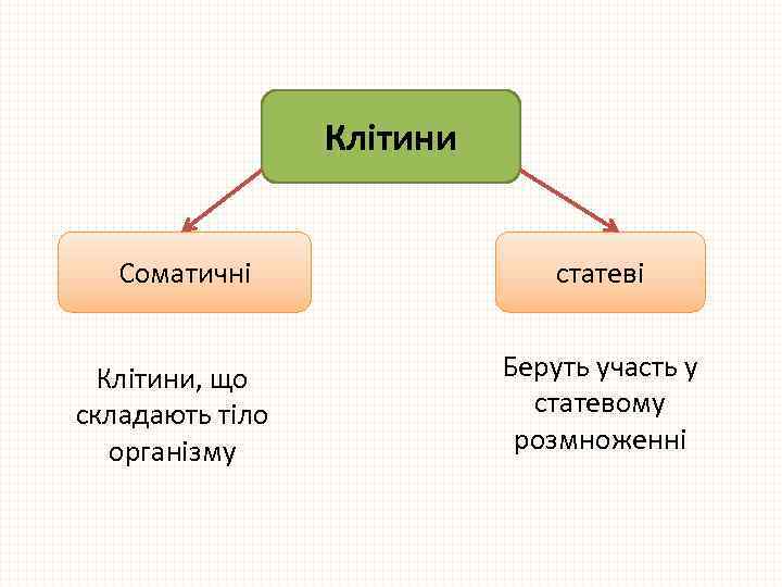 Клітини Соматичні Клітини, що складають тіло організму статеві Беруть участь у статевому розмноженні 