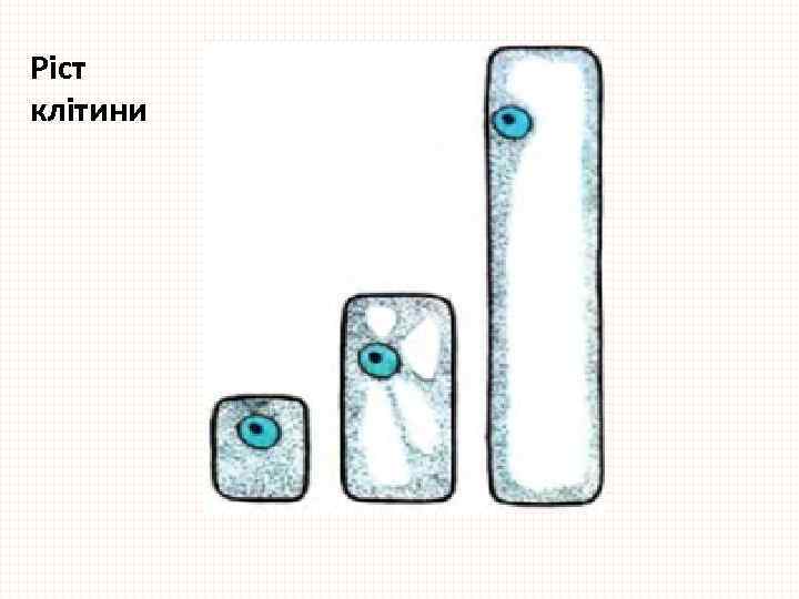 Ріст клітини 