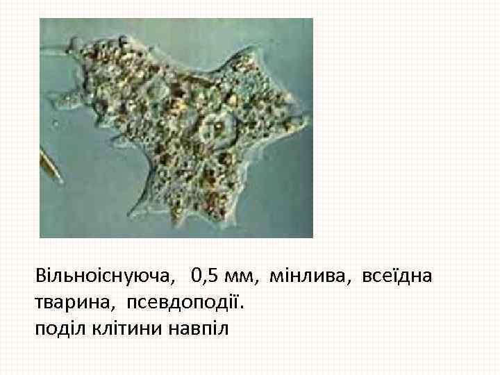 Вільноіснуюча, 0, 5 мм, мінлива, всеїдна тварина, псевдоподії. поділ клітини навпіл 