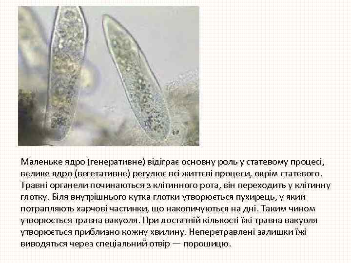Маленьке ядро (генеративне) відіграє основну роль у статевому процесі, велике ядро (вегетативне) регулює всі
