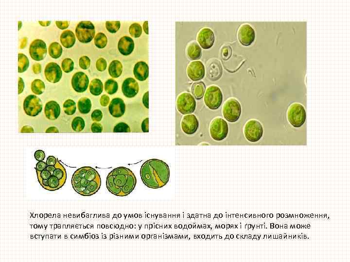 Хлорела невибаглива до умов існування і здатна до інтенсивного розмноження, тому трапляється повсюдно: у