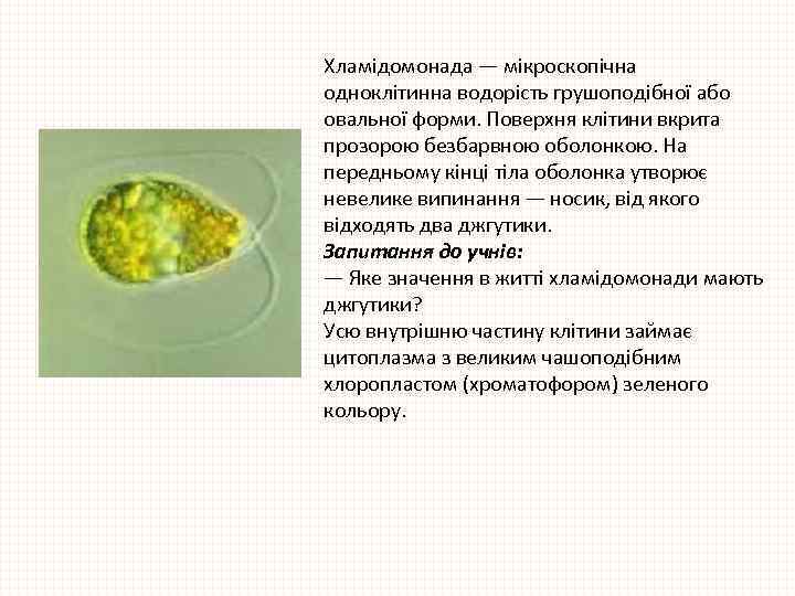 Хламідомонада — мікроскопічна одноклітинна водорість грушоподібної або овальної форми. Поверхня клітини вкрита прозорою безбарвною