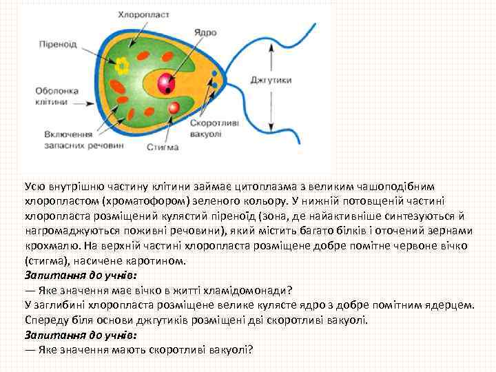 Усю внутрішню частину клітини займає цитоплазма з великим чашоподібним хлоропластом (хроматофором) зеленого кольору. У