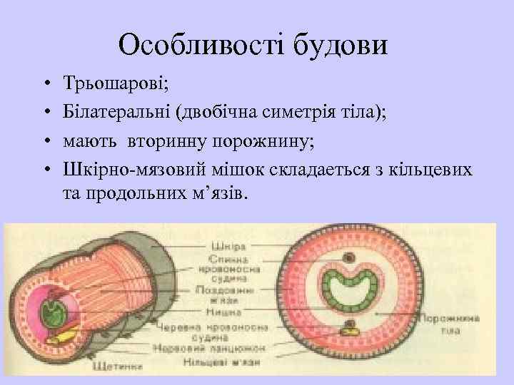 Особливості будови • • Трьошарові; Білатеральні (двобічна симетрія тіла); мають вторинну порожнину; Шкірно-мязовий мішок