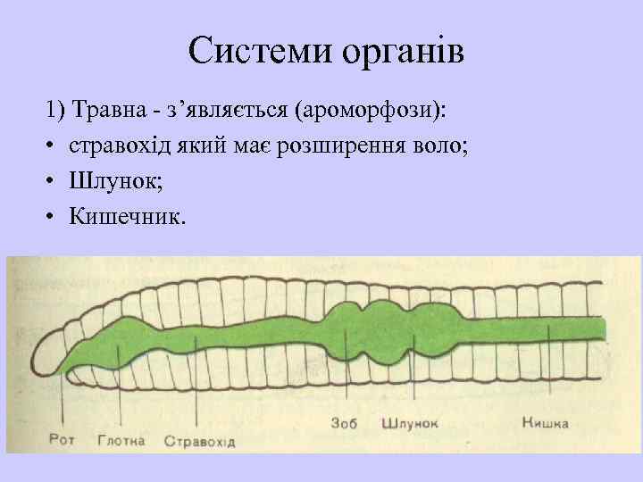 Системи органів 1) Травна - з’являється (ароморфози): • стравохід який має розширення воло; •