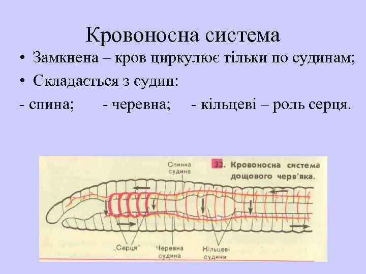 Кровоносна система • Замкнена – кров циркулює тільки по судинам; • Складається з судин: