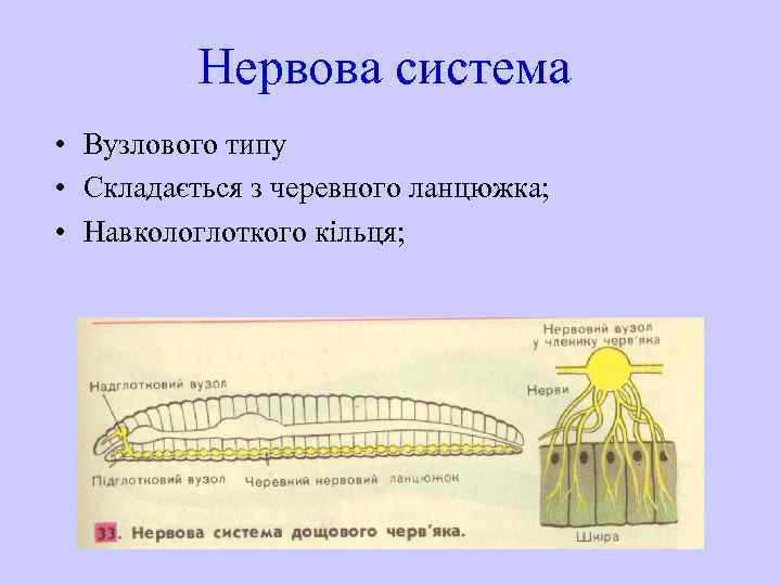 Нервова система • Вузлового типу • Складається з черевного ланцюжка; • Навкологлоткого кільця; 