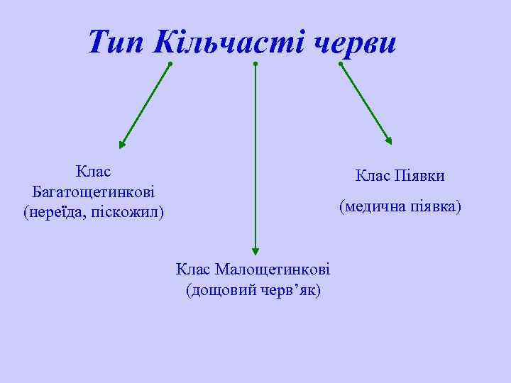 Тип Кільчасті черви Клас Багатощетинкові (нереїда, піскожил) Клас Піявки (медична піявка) Клас Малощетинкові (дощовий