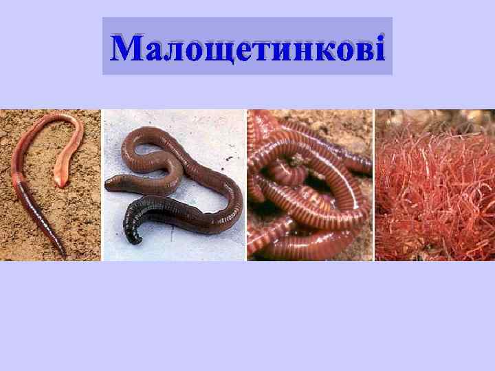 Малощетинкові 