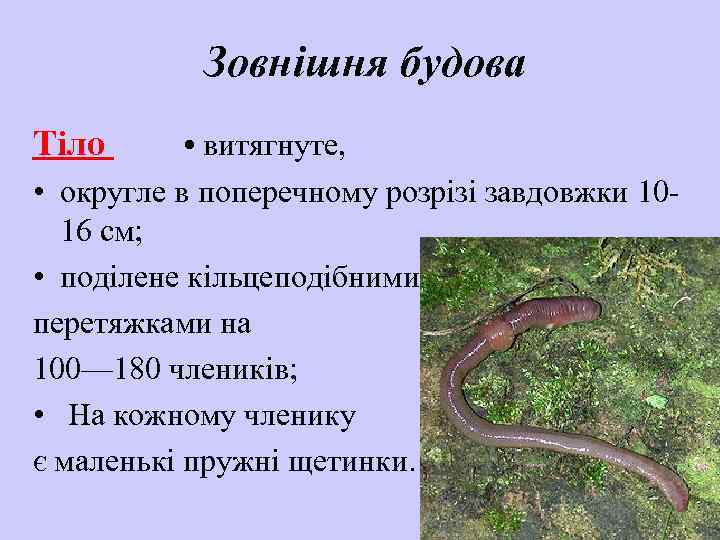 Зовнішня будова Тіло • витягнуте, • округле в поперечному розрізі завдовжки 1016 см; •