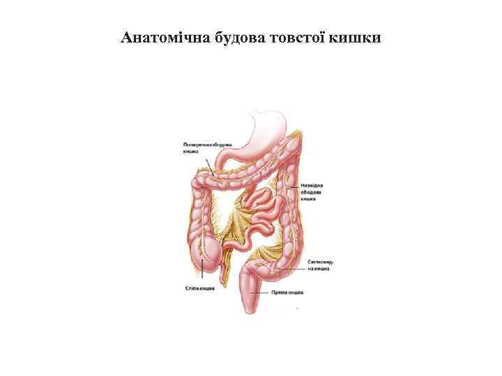 Анатомічна будова товстої кишки 