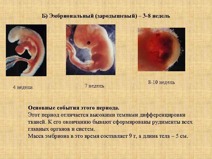 Б) Эмбриональный (зародышевый) – 3 -8 недель 4 недели 7 недель 8 -10 недель