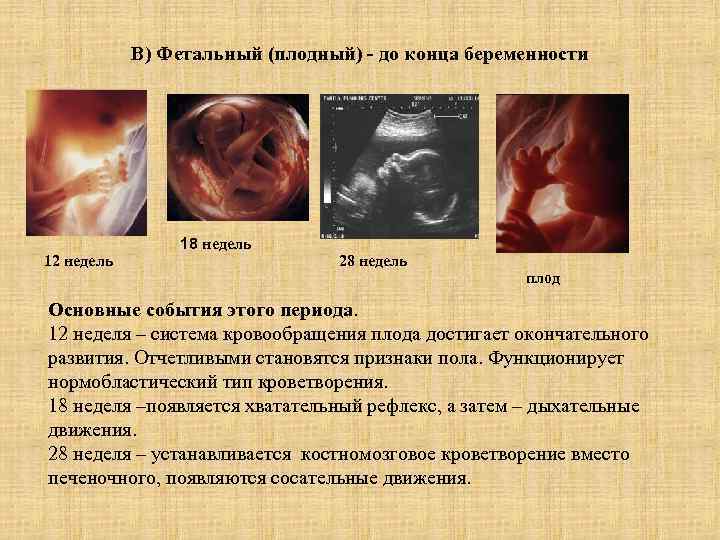 В) Фетальный (плодный) - до конца беременности 12 недель 18 недель 28 недель плод