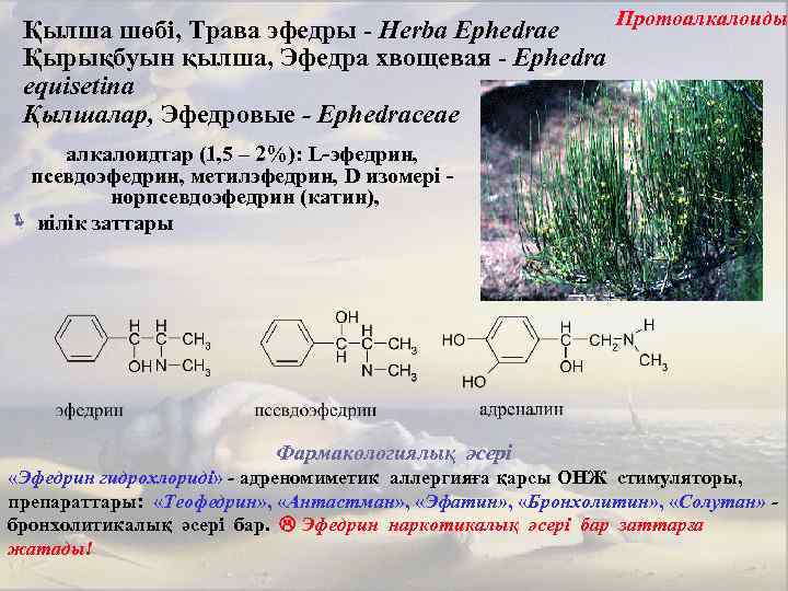 Протоалкалоиды Қылша шөбі, Трава эфедры - Herba Ephedrae Қырықбуын қылша, Эфедра хвощевая - Ephedra