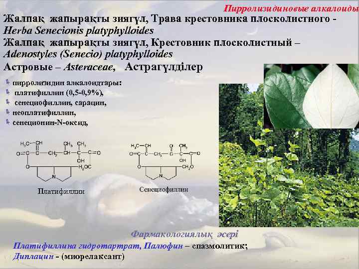 Пирролизидиновые алкалоиды Жалпақ жапырақты зиягүл, Трава крестовника плосколистного Herba Senecionis platyphylloides Жалпақ жапырақты зиягүл,