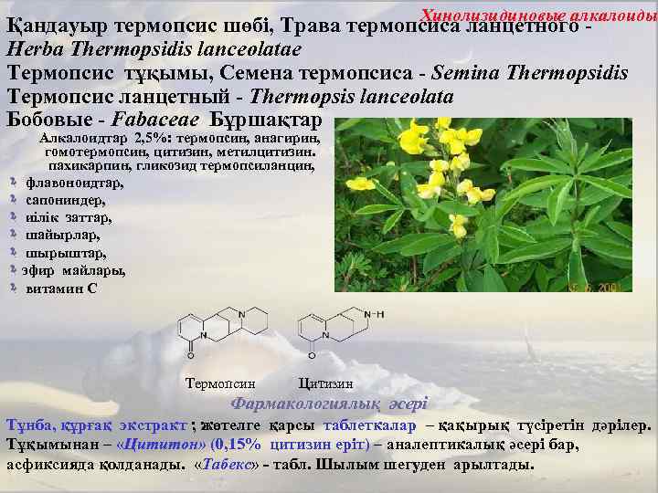 Хинолизидиновые алкалоиды Қандауыр термопсис шөбі, Трава термопсиса ланцетного Herba Thermopsidis lanceolatae Термопсис тұқымы, Семена