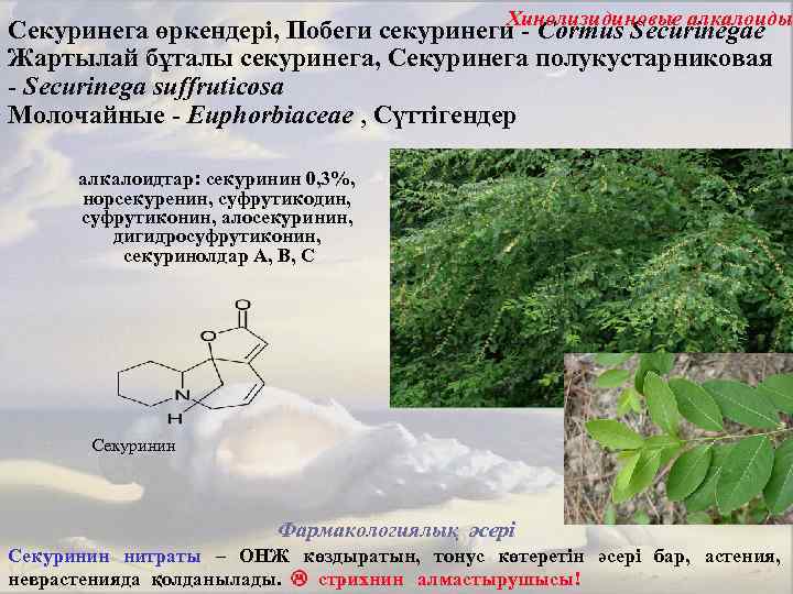 Хинолизидиновые алкалоиды Секуринега өркендері, Побеги секуринеги - Cormus Securinegae Жартылай бұталы секуринега, Секуринега полукустарниковая