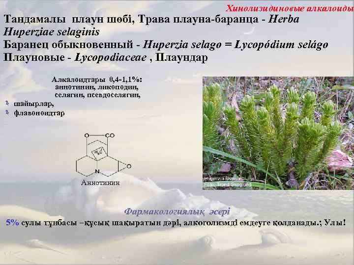 Хинолизидиновые алкалоиды Тандамалы плаун шөбі, Трава плауна-баранца - Herba Huperziae selaginis Баранец обыкновенный -