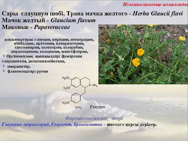 Изохинолиновые алкалоиды Сары глауциум шөбі, Трава мачка желтого - Herba Glaucii flavi Мачок желтый