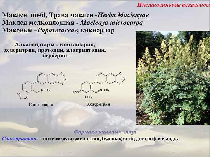 Изохинолиновые алкалоиды Маклея шөбі, Трава маклеи -Herba Macleayae Маклея мелкоплодная - Macleaya microcarpa Маковые