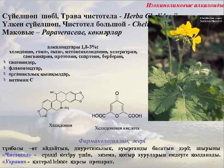 Изохинолиновые алкалоиды Сүйелшөп шөбі, Трава чистотела - Herba Chelidonii Үлкен сүйелшөп, Чистотел большой -