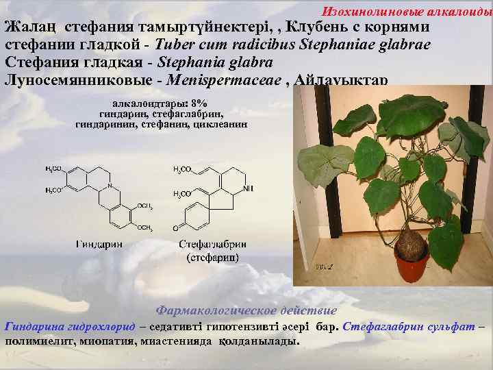 Изохинолиновые алкалоиды Жалаң стефания тамыртүйнектері, , Клубень с корнями стефании гладкой - Tuber cum