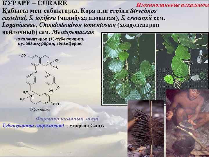 КУРАРЕ – CURARE Изохинолиновые алкалоиды Қабығы мен сабақтары, Кора или стебли Strychnos castelnal, S.