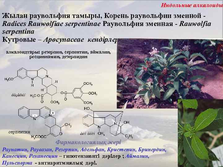 Индольные алкалоиды Жылан раувольфия тамыры, Корень раувольфии змеиной Radices Rauwolfiae serpentinae Раувольфия змеиная -