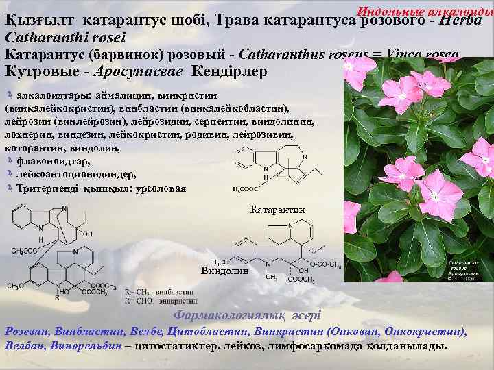 Индольные алкалоиды Қызғылт катарантус шөбі, Трава катарантуса розового - Нerba Catharanthi rosei Катарантус (барвинок)