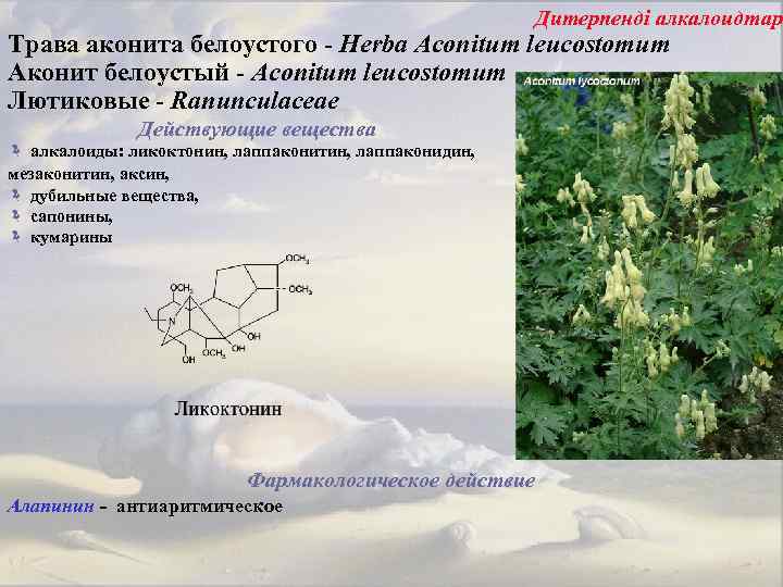 Дитерпенді алкалоидтар Трава аконита белоустого - Herba Асопitum leucostomum Аконит белоустый - Aconitum leucostomum